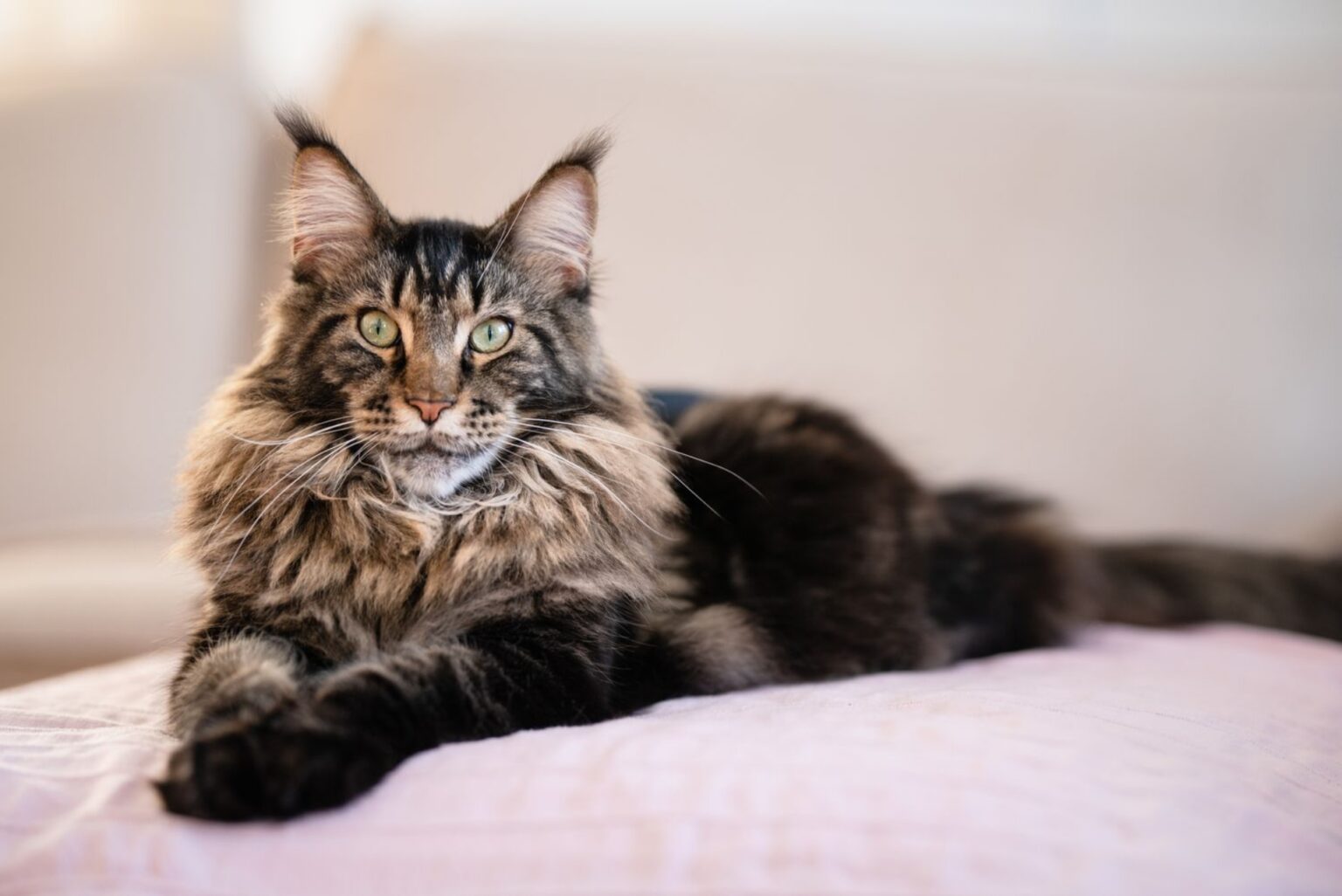 Maine Coon Origini Prezzo Caratteristiche E Allevamenti Il Mio