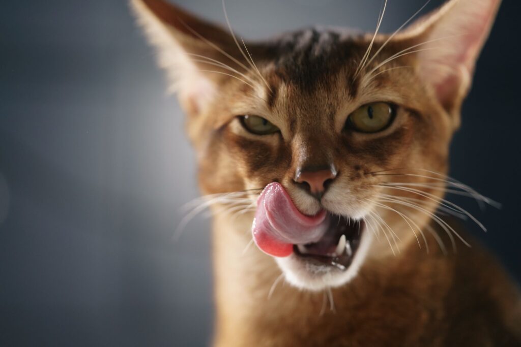 4 Criteri In Base Ai Quali Il Gatto Sceglie Con Chi Dormire Il Mio