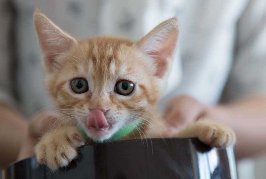 Blocco Intestinale Nei Gatti Sintomi Cause E Cosa Fare