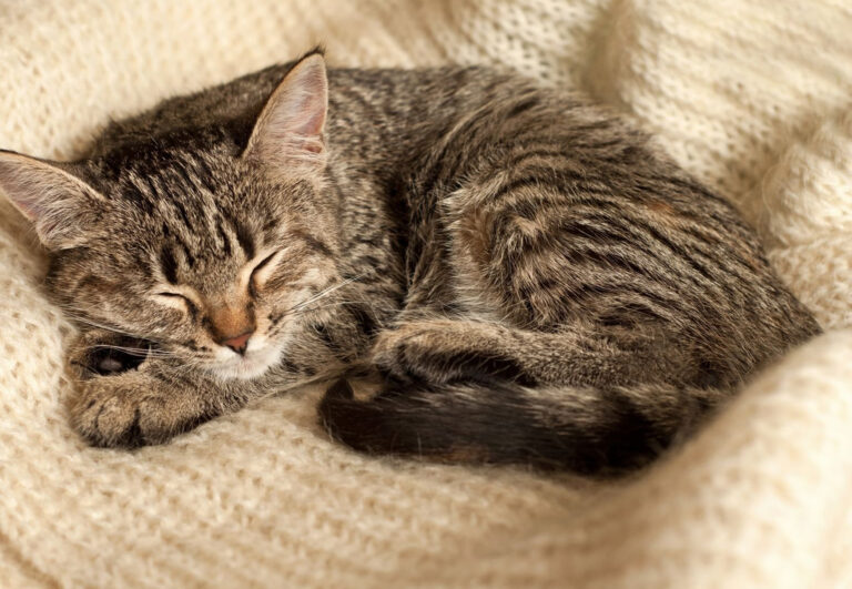 Perché i gatti dormono vicino al padrone I motivi Il mio gatto è