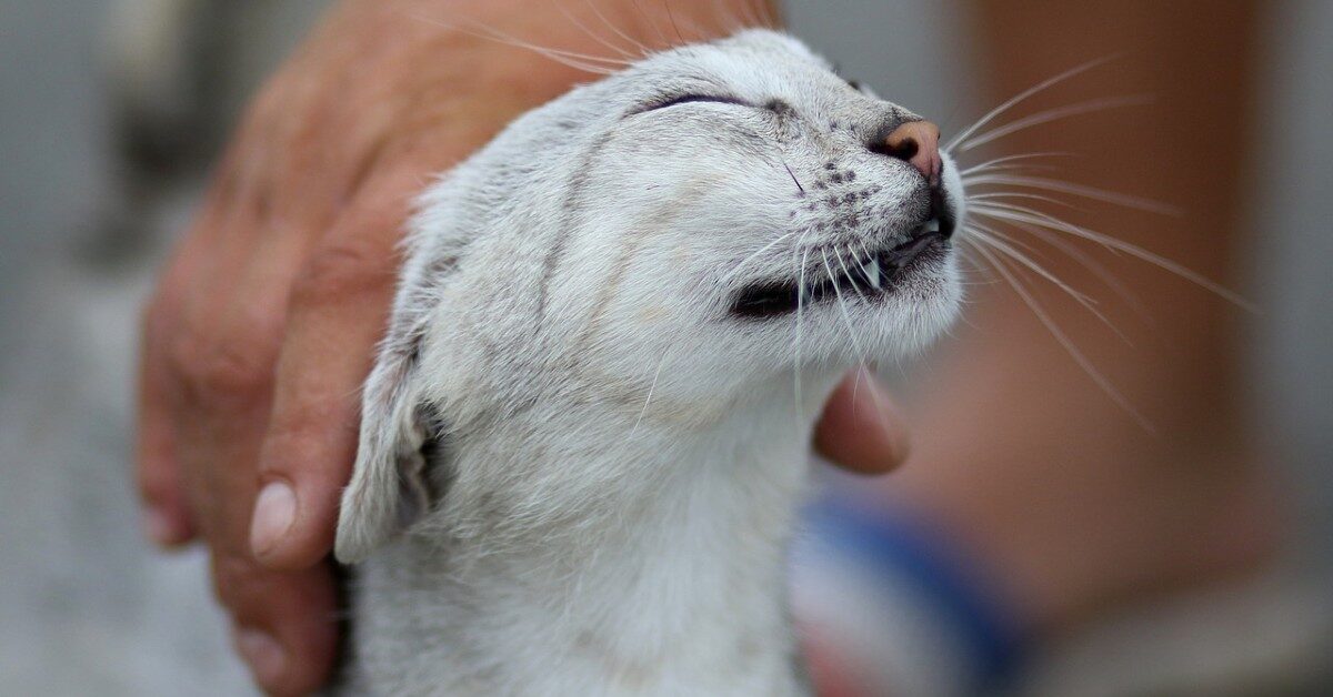 Gatto più affettuoso maschio o femmina