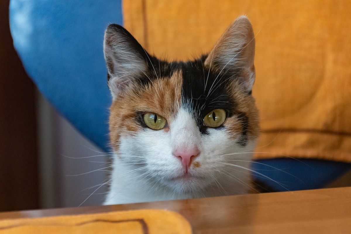 Ситцевая кошка