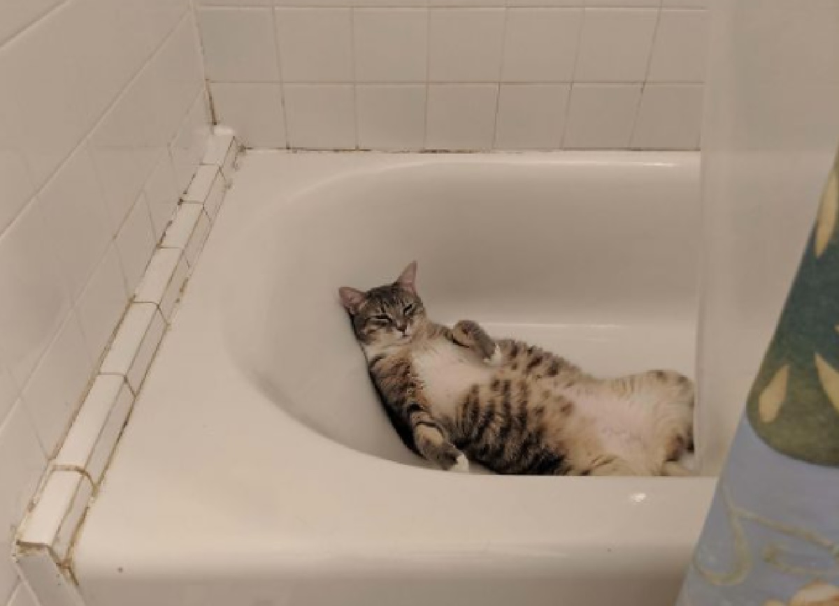 Скучает в ванной фото