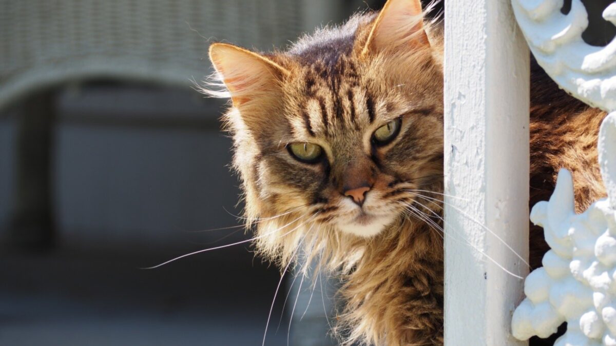 Perché i gatti dormono vicino al padrone I motivi Il mio gatto è