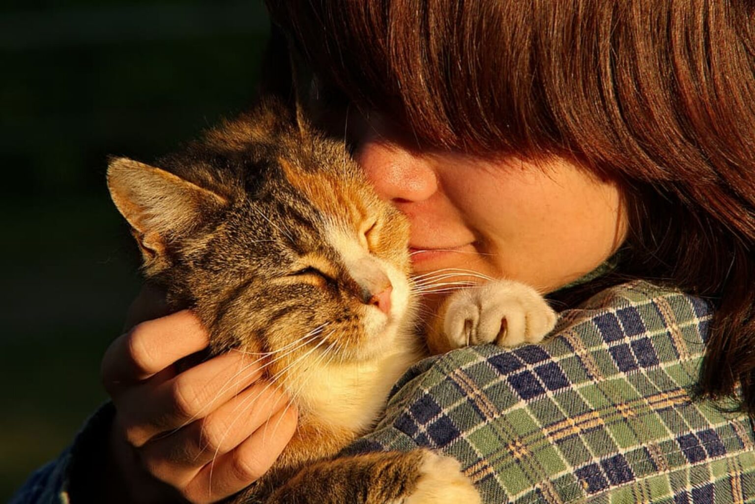 Perch I Gatti Dormono Vicino Al Padrone I Motivi Il Mio Gatto