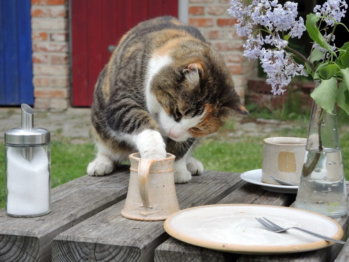 Perché i gatti dormono vicino al padrone I motivi Il mio gatto è