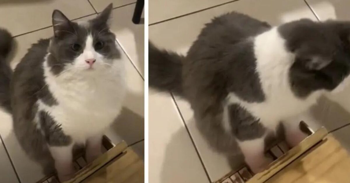 Limòn il gatto che suona il pianoforte ed è diventato una star del web