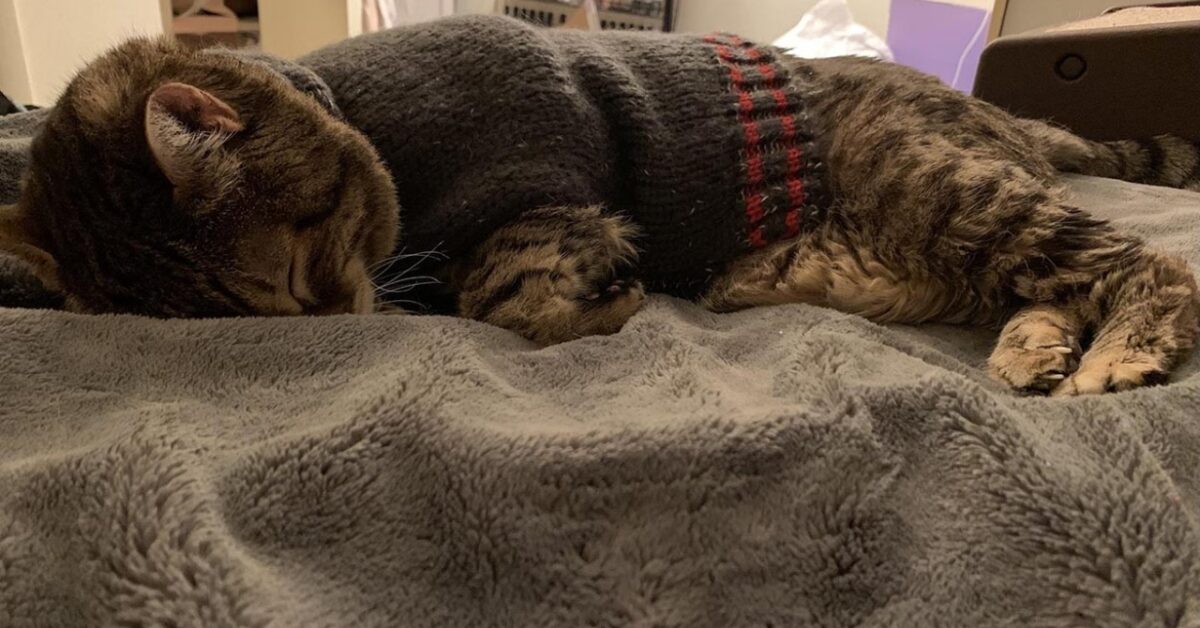 Steve Il Gatto Che Non Riesce A Separarsi Dal Suo Maglione