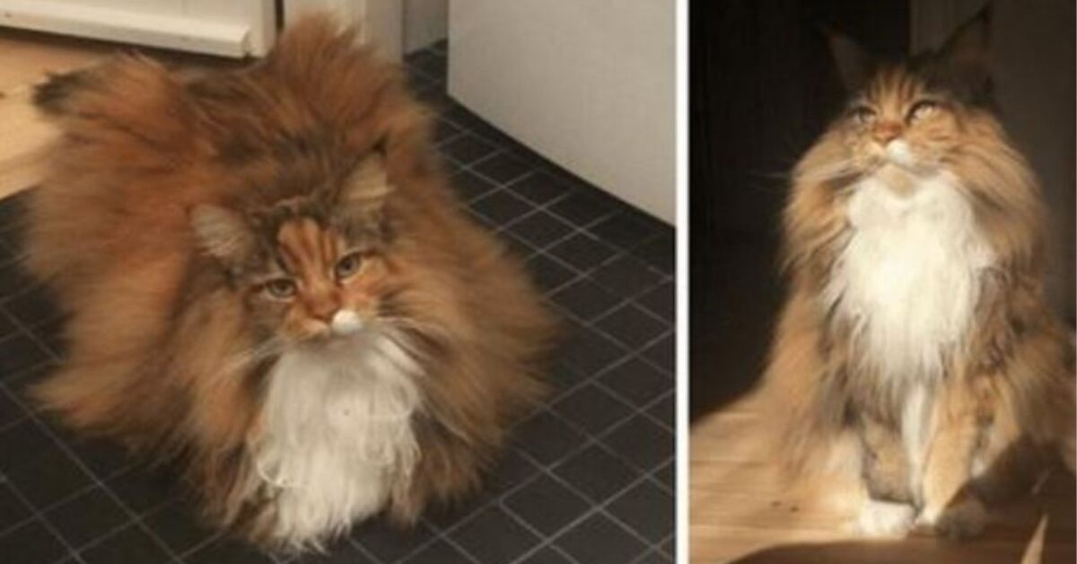 Fidatevi questo Maine Coon è la nuvola di pelo più morbida che abbiate