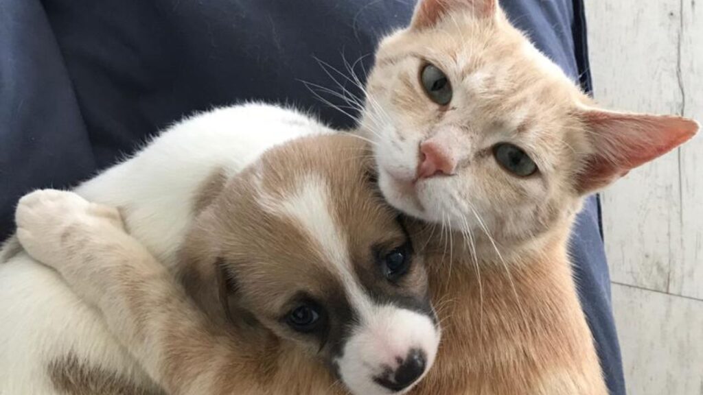 La Gatta Che Ha Perso I Suoi Gattini Ha Adottato Un Cucciolo Di Cane