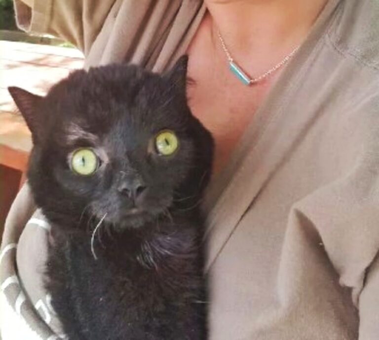 Il Gatto Con Idrocefalo Ha Trovato Il Suo Lieto Fine Grazie Alla Donna