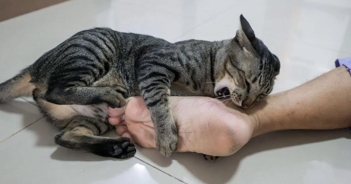 Gatto aggredisce caviglie perché e come evitarlo