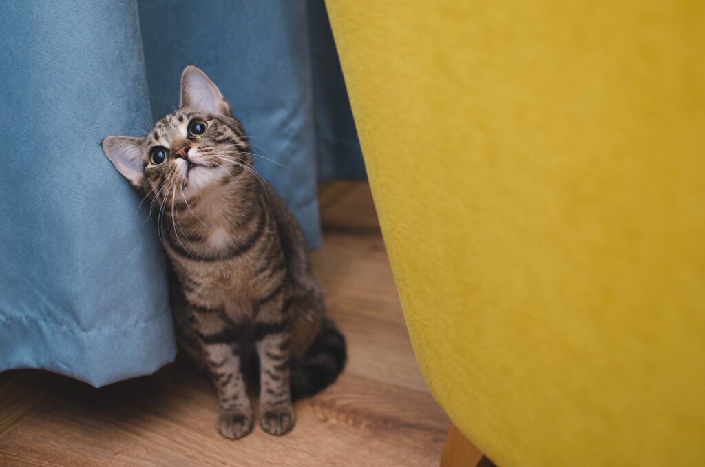 Una Donna Di Anni Riceve Una Dolce Sorpresa Di Compleanno Un Gatto