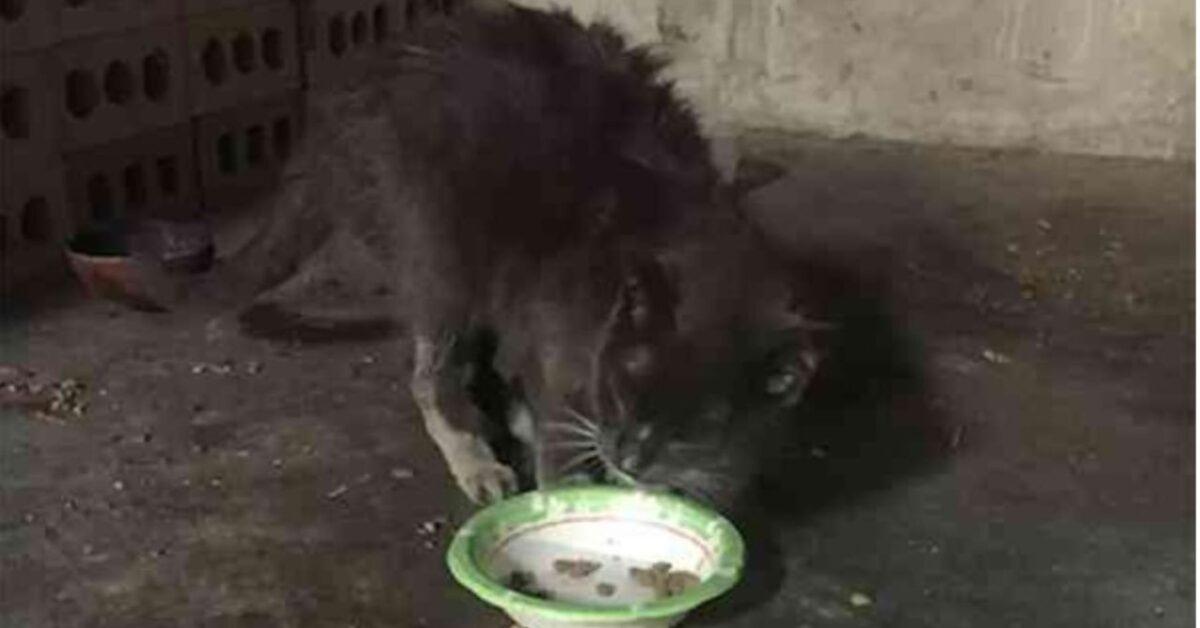 Vent Anni Al Buio Sola Questa Gatta Stata Ritrovata Nella Cantina