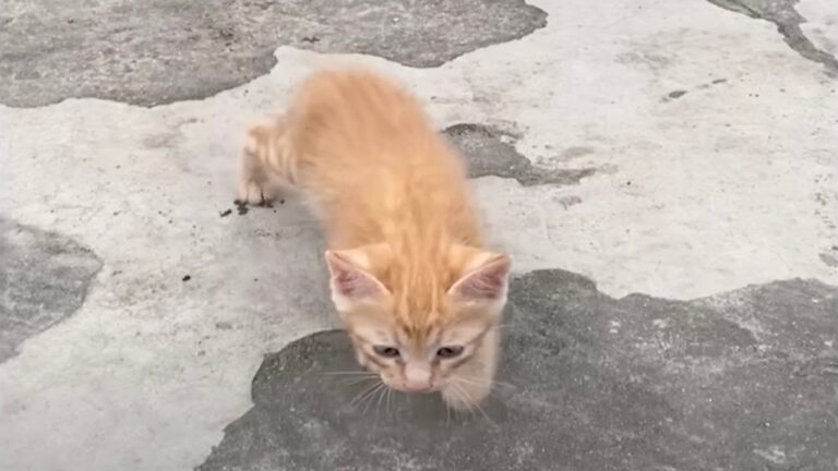 Gettata Nella Spazzatura A Causa Di Una Malattia La Gattina Corre