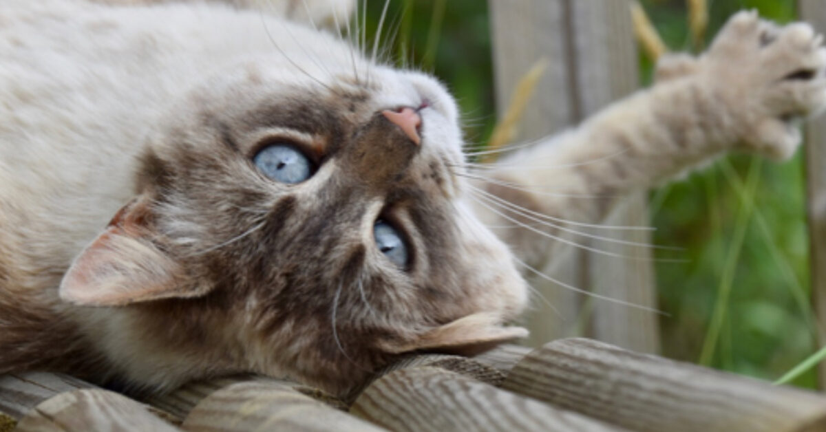 Gatti Cosa Vogliono Dirci Quando Si Mettono A Pancia In Su La