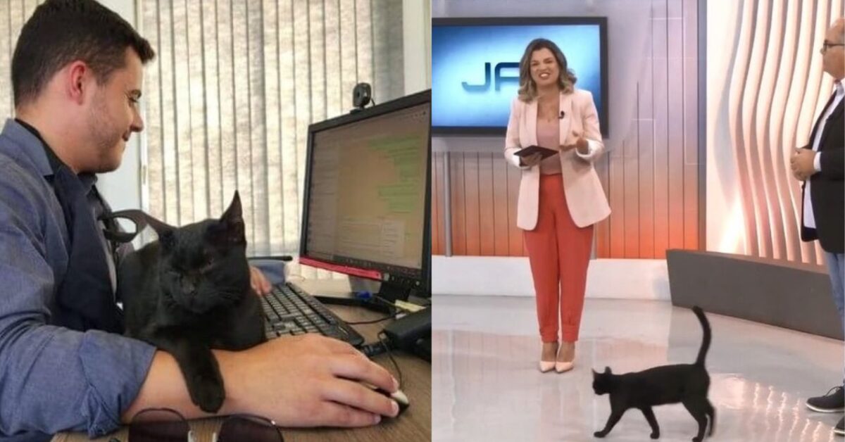 Il Gatto Nero Spunta In Diretta E Conquista Tutti La Sua Intrusione Al