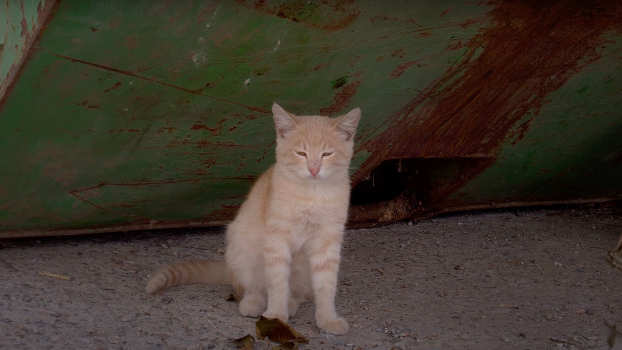 Il Gattino Riusciva A Malapena A Respirare Sdraiato Sul Ciglio Della