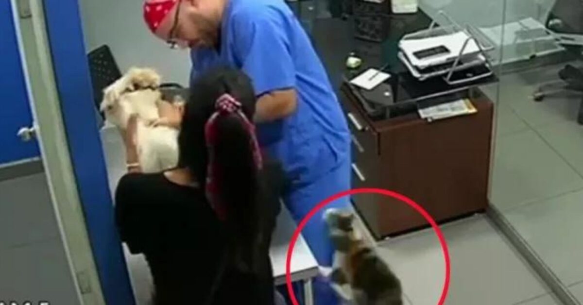 Il Gatto Ha Voluto Aggredire Il Veterinario Che Stava Visitando Il Cane