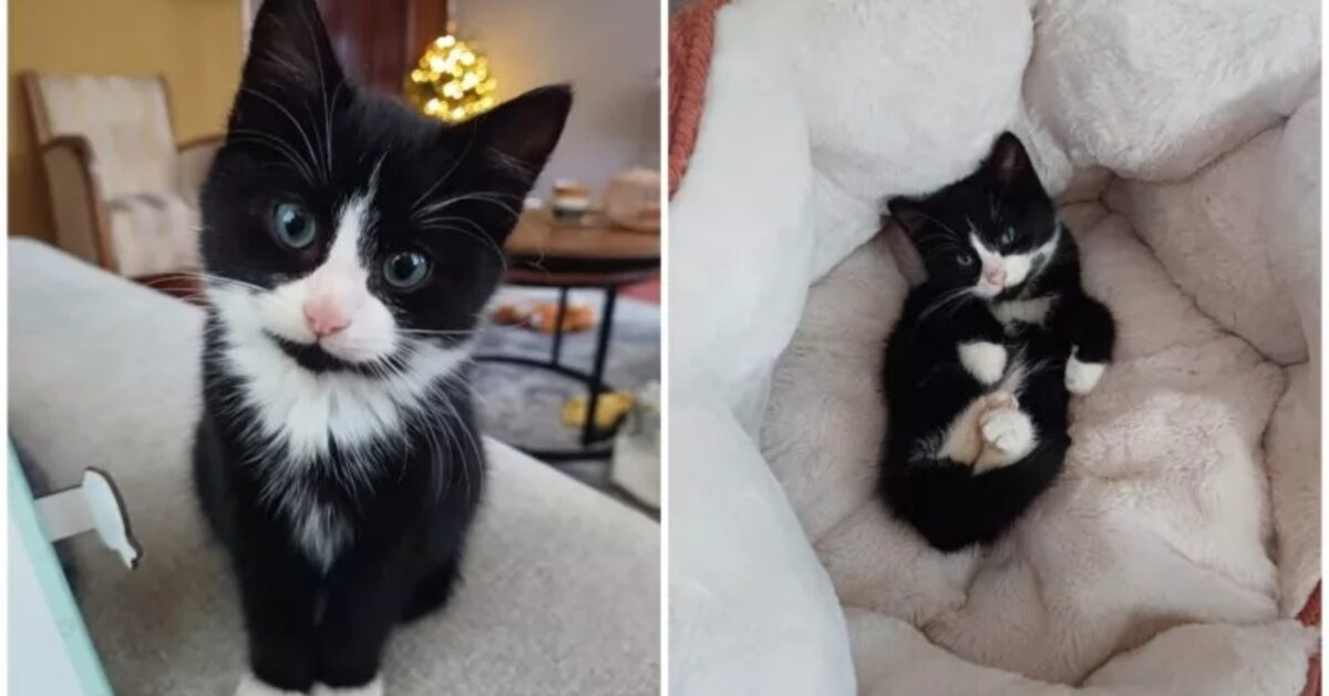 Aveva un ghiacciolo al posto della coda questo gattino bianco e nero è