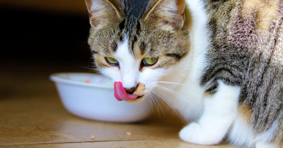 Perché il gatto vomita dopo mangiato