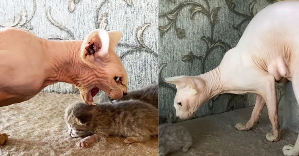 La mamma gatta Sphynx perde tutti i suoi gattini adotterà quelli che i