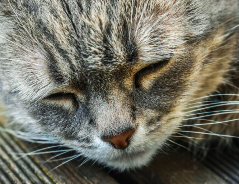 Triste Ma Inevitabile Questi Sono I Segnali Che Il Tuo Gatto Sta