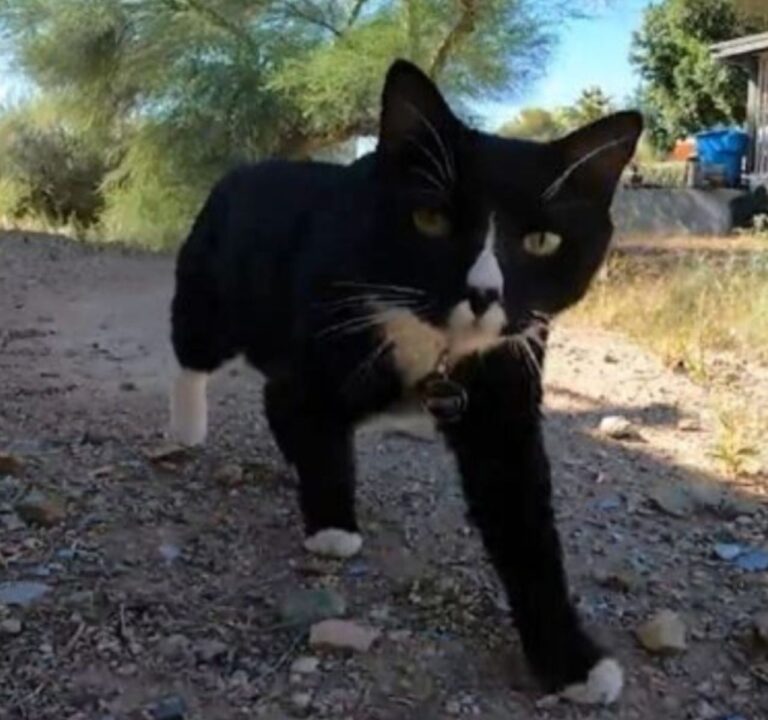 Senza Paura Questo Gatto Ha Fatto Di Tutto Per Proteggere La Sua