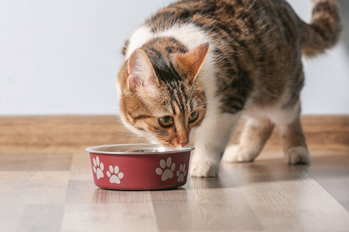 Cibi Che Fanno Bene Ai Gatti: Elenco, Benefici E Consigli