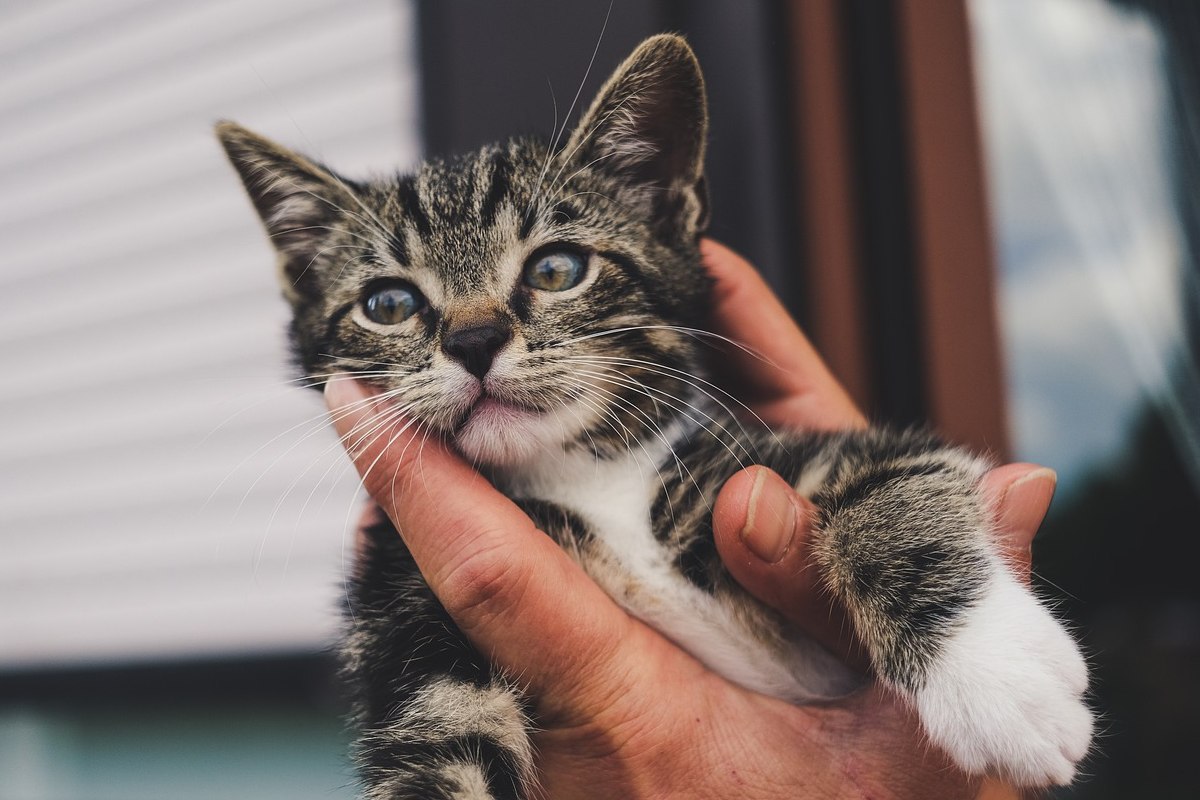 Come Riconoscere Se Un Gattino Maschio O Femmina