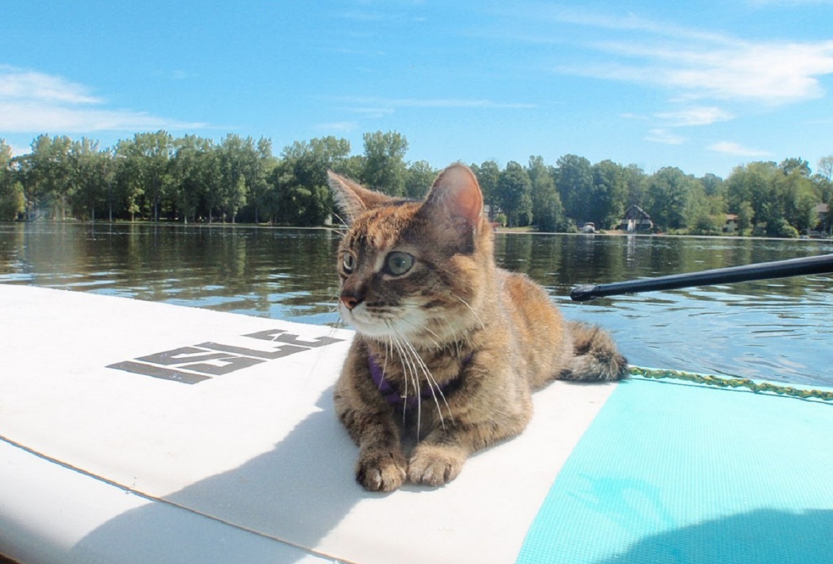 Perche I Gatti Hanno Paura Dell Acqua Il Mio Gatto E Leggenda