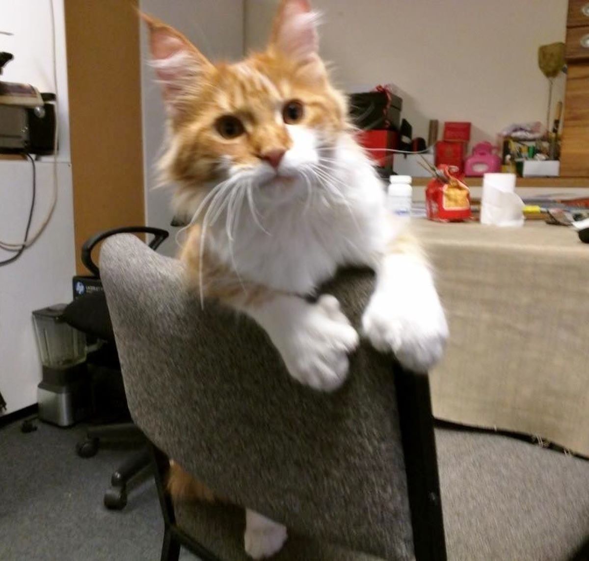 gatto-su-sedia-con-dita-in-più