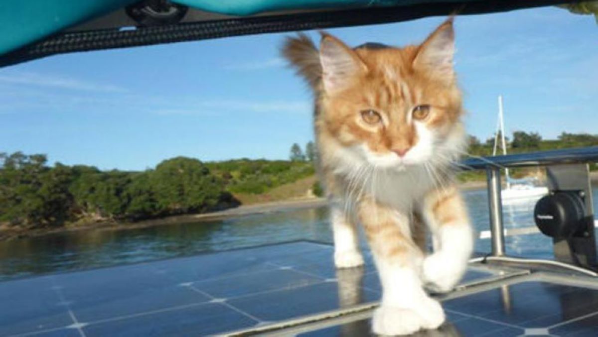 gatto-in-barca