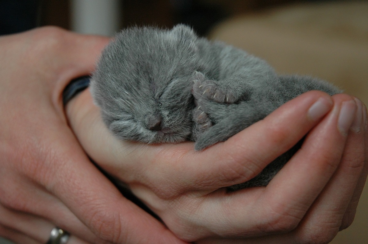 Gatti Carinissimi Foto E Immagini Piu Belle Il Mio Gatto E Leggenda