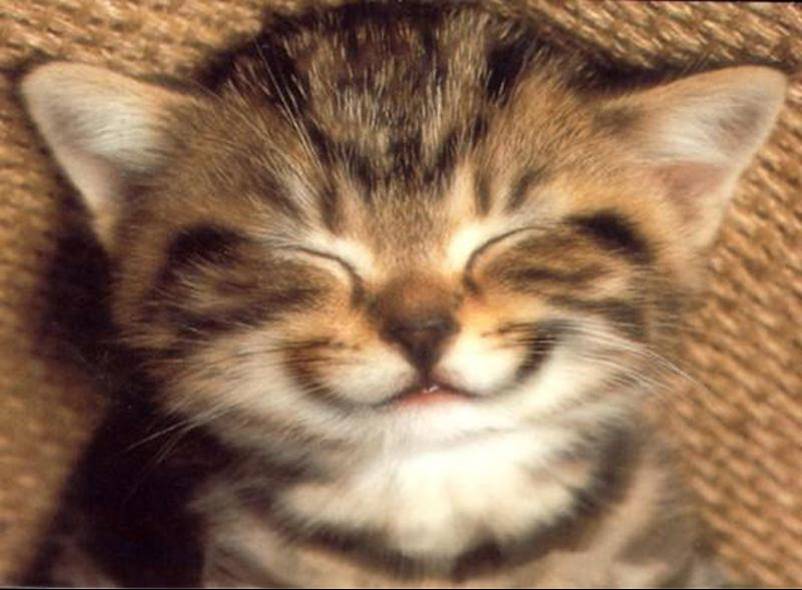 Gattino che sorride