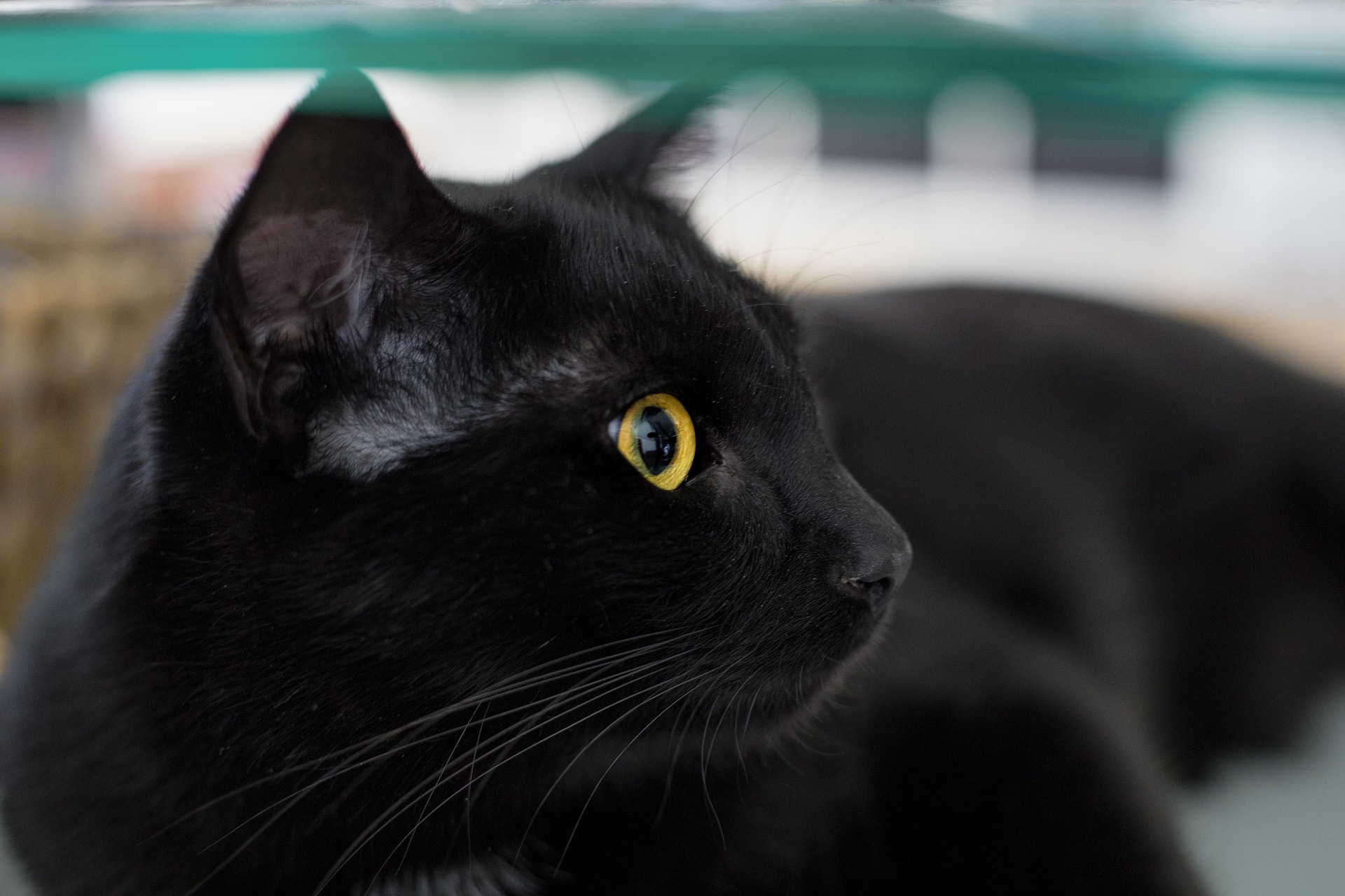 Взять черную кошку. Бомбейская кошка. Европейская короткошерстная кошка черная. Чёрная кошка порода Бомбейская. Бомбейская кошка длинношерстная.