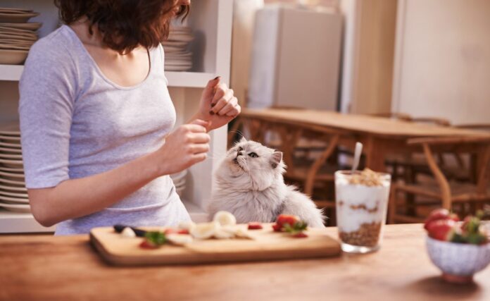 Cosa non dare da mangiare ai gatti | Il mio gatto è leggenda