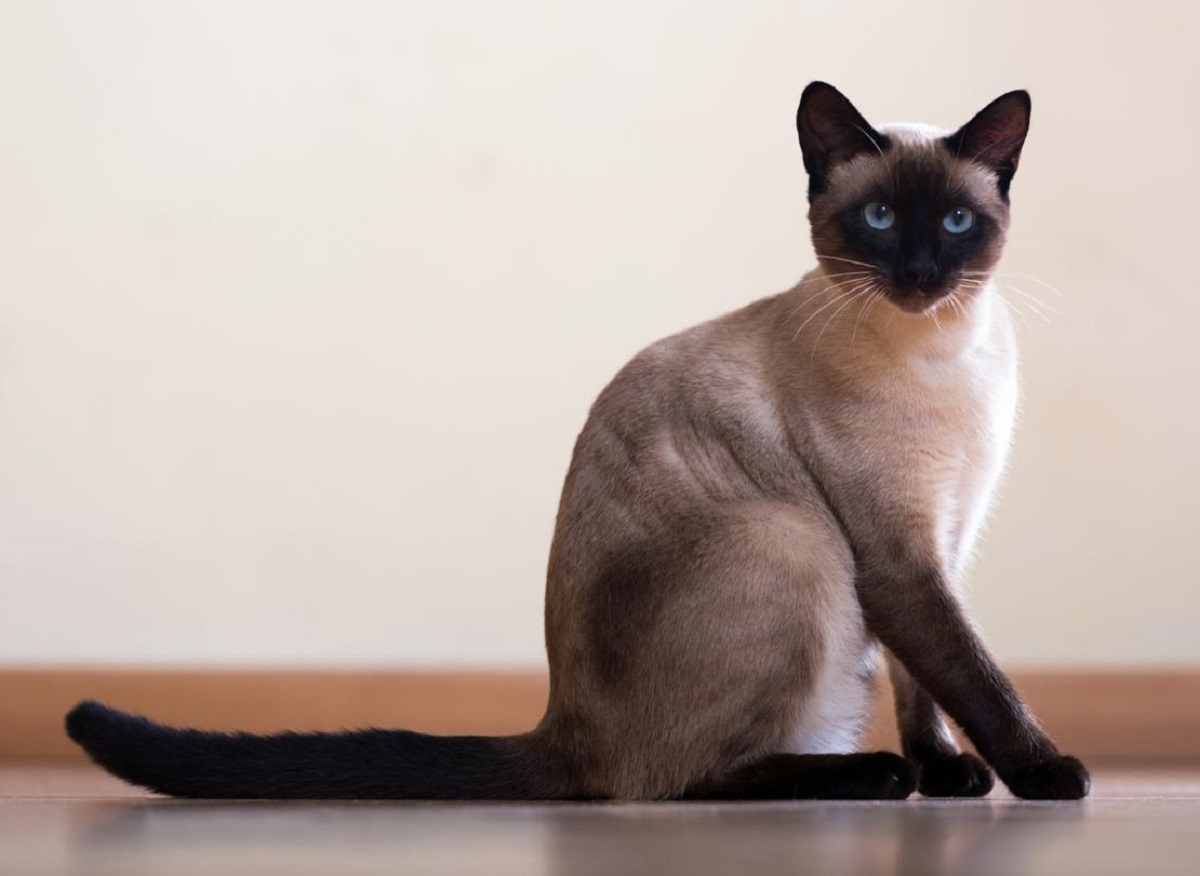  Gatto Siamese  carattere e personalit  Il mio gatto   