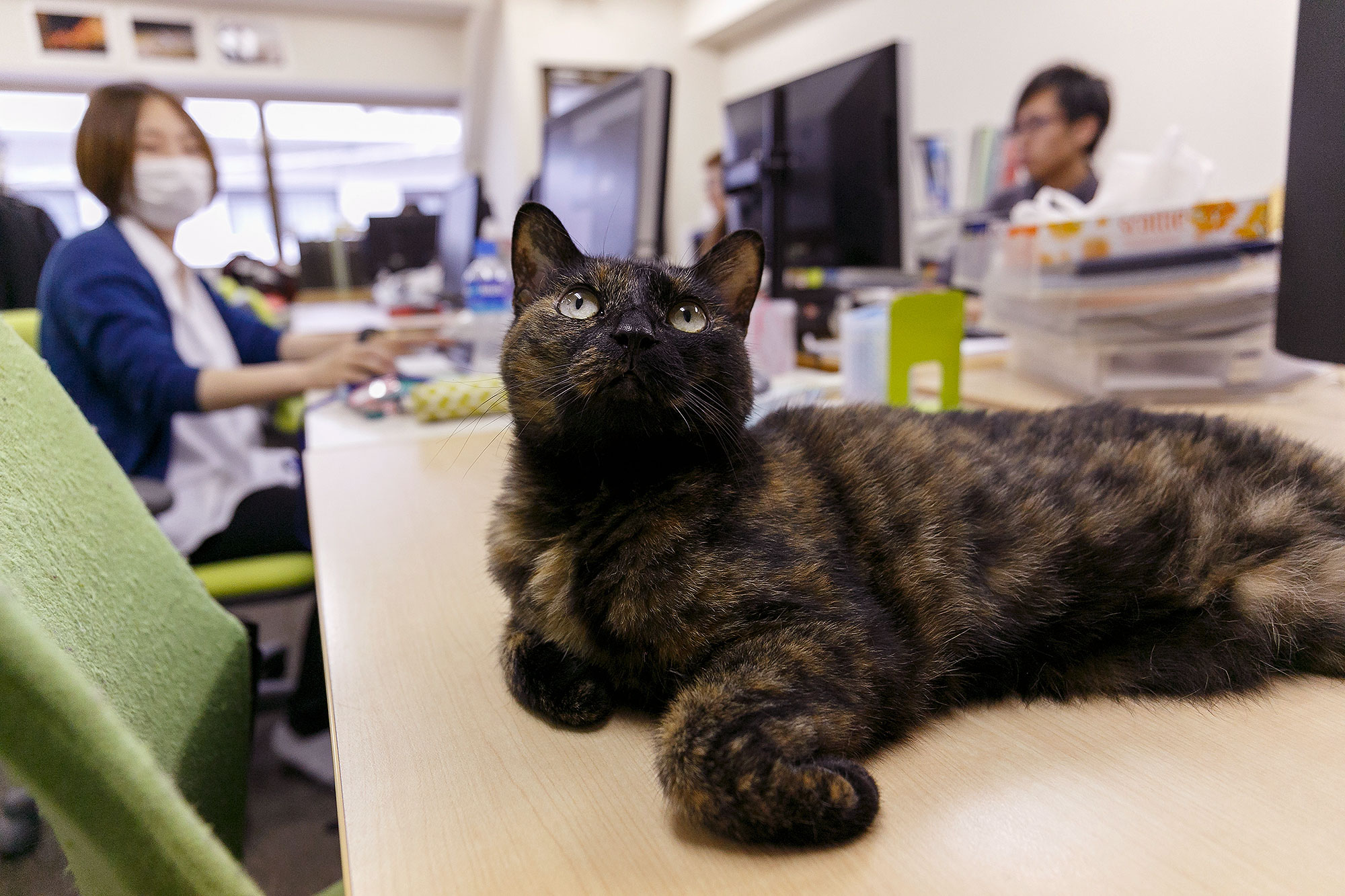 Gatto sulla scrivania di un ufficio