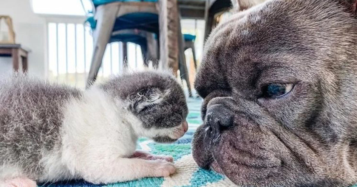 Tiny Pants, il gattino che è felice grazie a tre cani