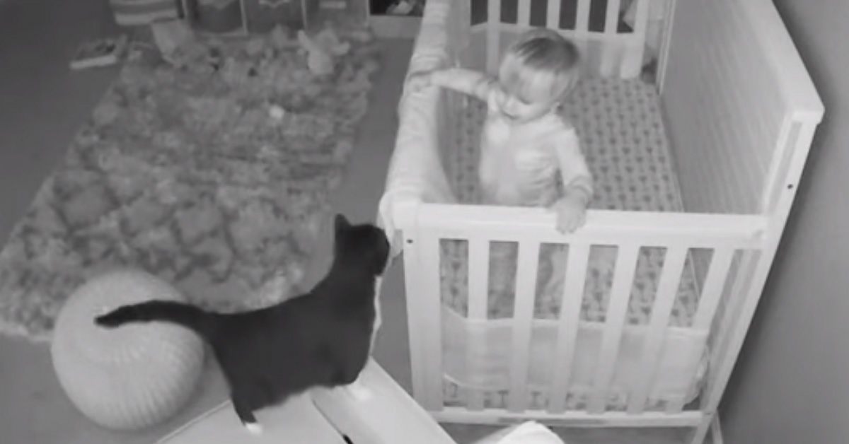 Un gatto conversa con un bambino e il video diventa virale