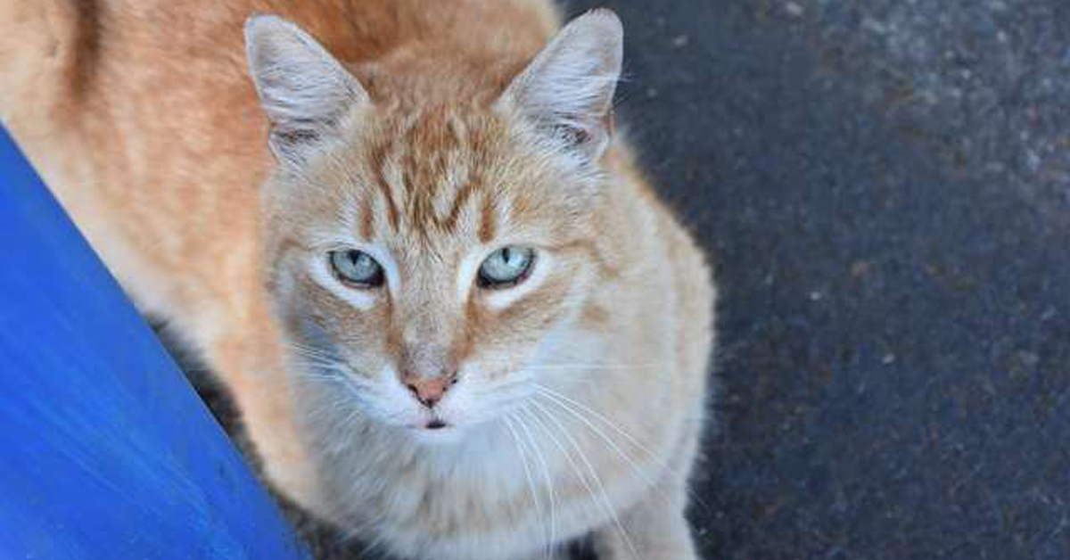 Denns, il gatto abbandonato che oggi vive in un ristorante