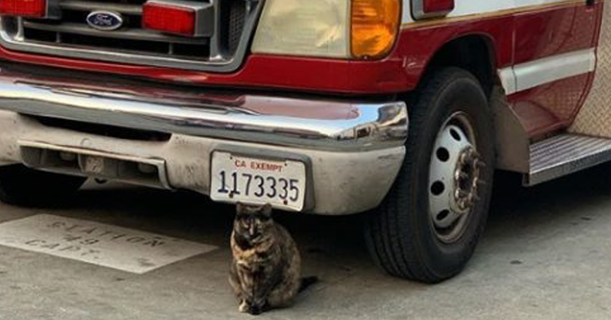 Edna, il gatto pompiere che ha dovuto lasciare il suo “lavoro”