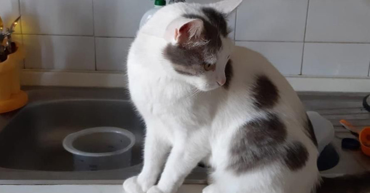 Blanco, il gattino con un topolino sul pelo che cerca la felicità