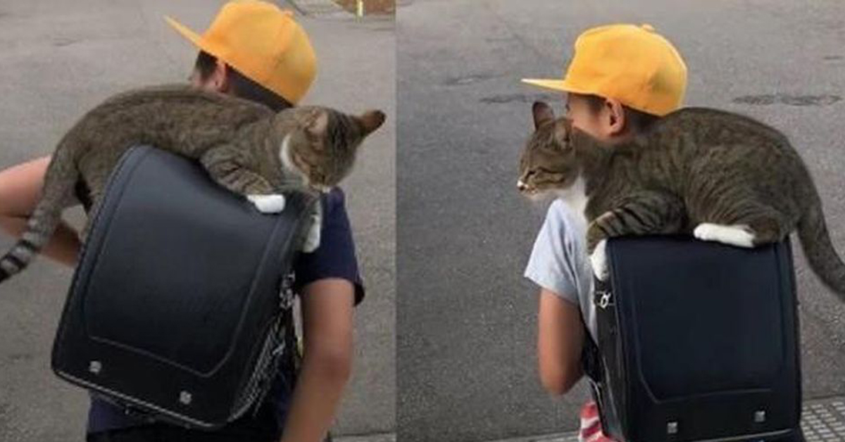 Me, il gatto che accompagna ogni giorno un bambino a scuola