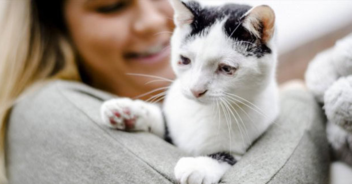 Bear, il gatto cieco che nessuno voleva e che oggi è felice