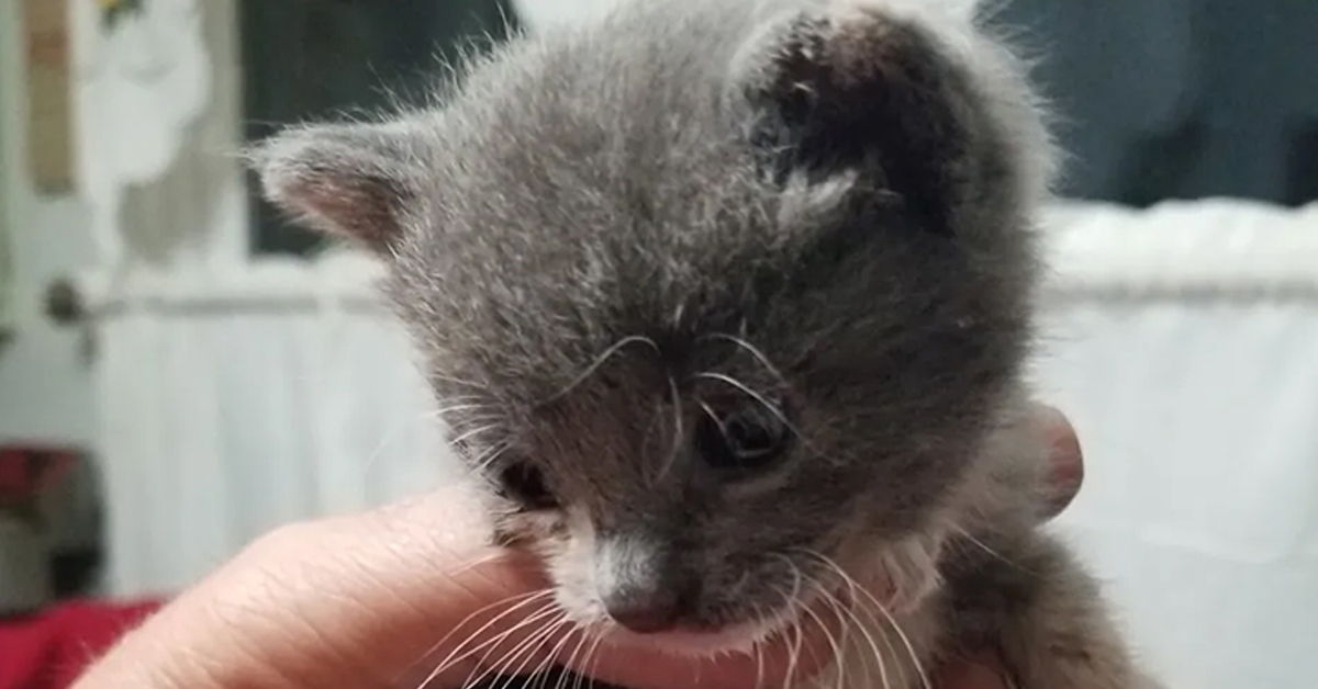 Promise, il gattino il cui salvataggio è costato il lavoro ad un uomo