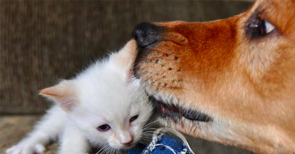 I gattini orfani e randagi che hanno trovato la felicità grazie ad un cane