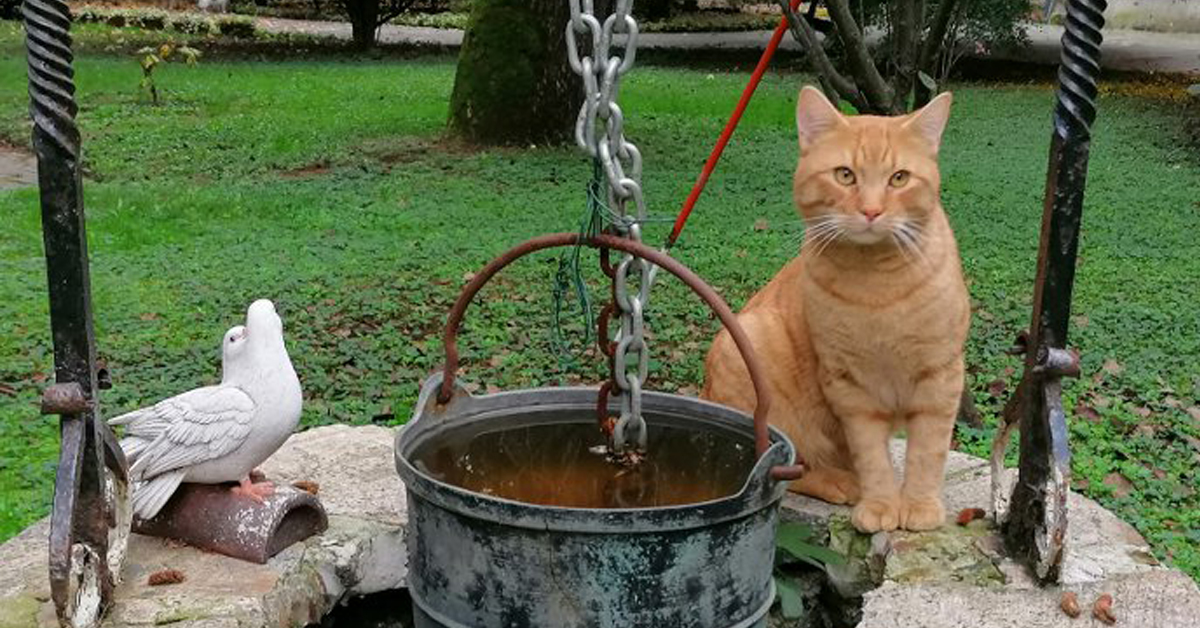 Hero, il gatto che ha donato il sangue ad una gattina malata