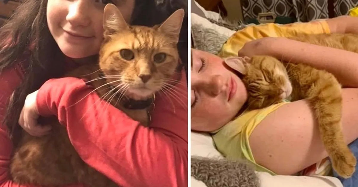 Ferdinand, il gatto adottato grazie ad un concerto di Ed Sheeran